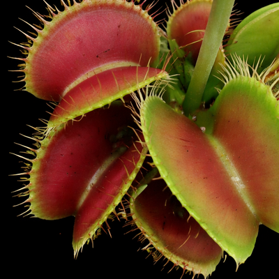 Dionaea muscipula 'B52' (Venus Flytrap)