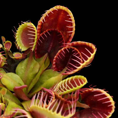 Dionaea muscipula 'Cupped Traps’ (Venus Flytrap)