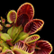 Dionaea muscipula 'Cupped Traps’ (Venus Flytrap)