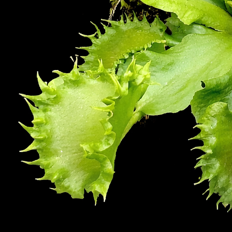 Dionaea muscipula 'Chinese Dumplings' (Venus Flytrap)