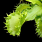 Dionaea muscipula 'Chinese Dumplings' (Venus Flytrap)