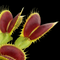Dionaea muscipula 'Big Mouth’ (Venus Flytrap)