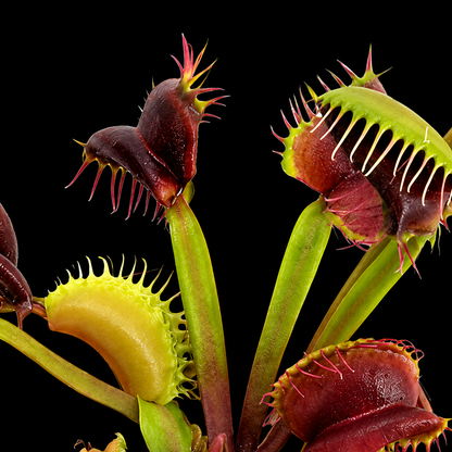 Dionaea muscipula 'Umgekrempelt' (Venus Flytrap)
