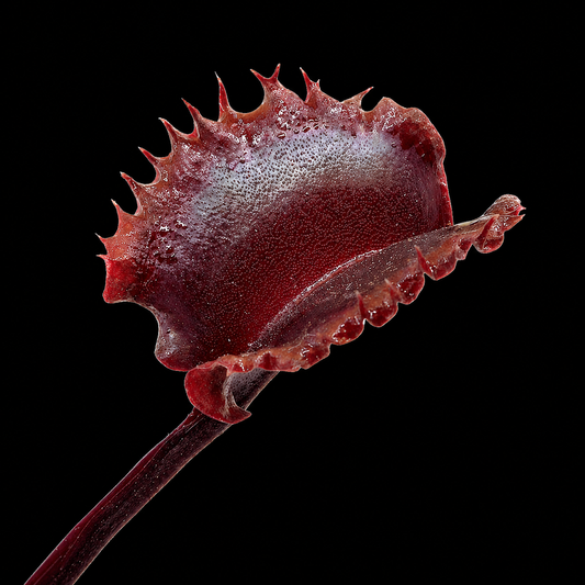 Dionaea muscipula 'Versipellem' (Venus Flytrap)