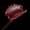 Dionaea muscipula 'Versipellem' (Venus Flytrap)