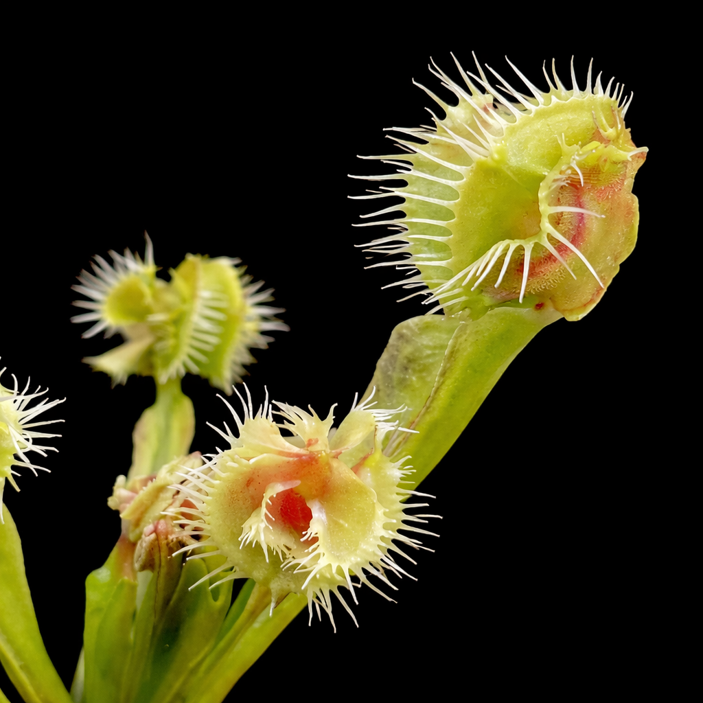 Dionaea muscipula 'Autokrator' (Venus Flytrap)