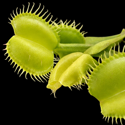 Dionaea muscipula 'Angelwings All Green' (Venus Flytrap)