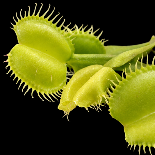 Dionaea muscipula 'Angelwings All Green' (Venus Flytrap)