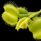 Dionaea muscipula 'Angelwings All Green' (Venus Flytrap)