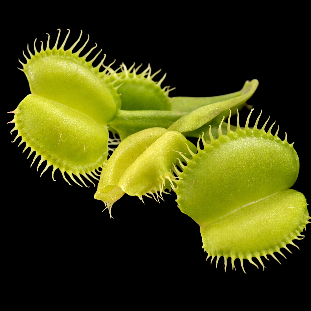 Dionaea muscipula 'Bullseye' (Venus Flytrap)