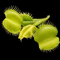 Dionaea muscipula 'Bullseye' (Venus Flytrap)