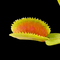 Dionaea muscipula 'FTS Lunatic Fringe' (Venus Flytrap)