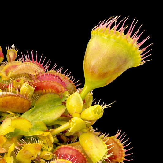 Dionaea muscipula 'Double Trouble' (Venus Flytrap)