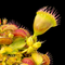Dionaea muscipula 'Double Trouble' (Venus Flytrap)