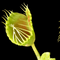 Dionaea muscipula 'Trichterfalle' (Venus Flytrap)