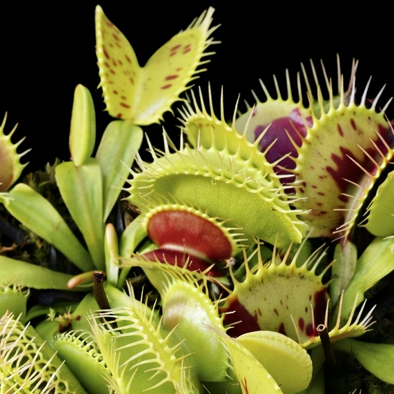 Dionaea muscipula 'Spotty' (Venus Flytrap)