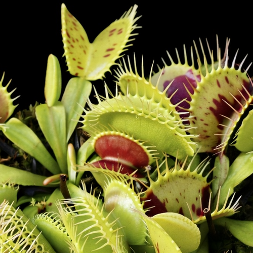 Dionaea muscipula 'Spotty' (Venus Flytrap)