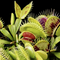 Dionaea muscipula 'Spotty' (Venus Flytrap)