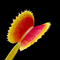 Dionaea muscipula 'Great White Shark' (Venus Flytrap)
