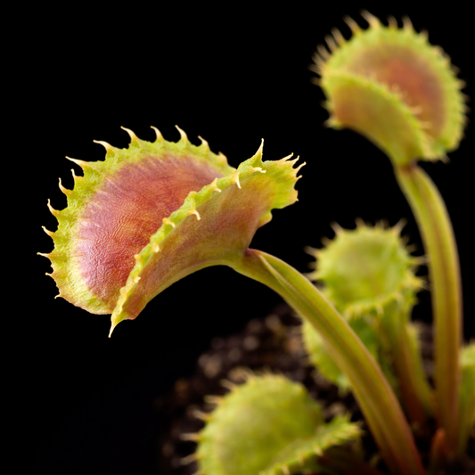 Dionaea muscipula 'Diabolic Horns' (Venus Flytrap)