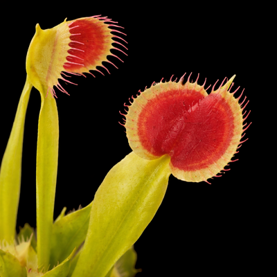 Dionaea muscipula 'Axels Cup' (Venus Flytrap)
