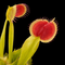 Dionaea muscipula 'Axels Cup' (Venus Flytrap)
