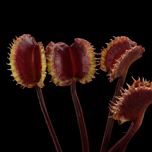 Dionaea muscipula 'Lupinotuum' (Venus Flytrap)