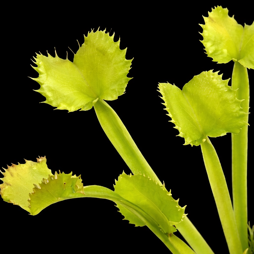 Dionaea muscipula 'Red Fox' (Venus Flytrap)