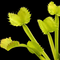 Dionaea muscipula 'Red Fox' (Venus Flytrap)