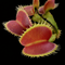 Dionaea muscipula 'Curled' (Venus Flytrap)