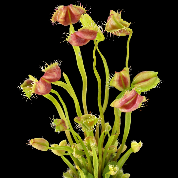 Carnivorous plant with pink traps on a black background