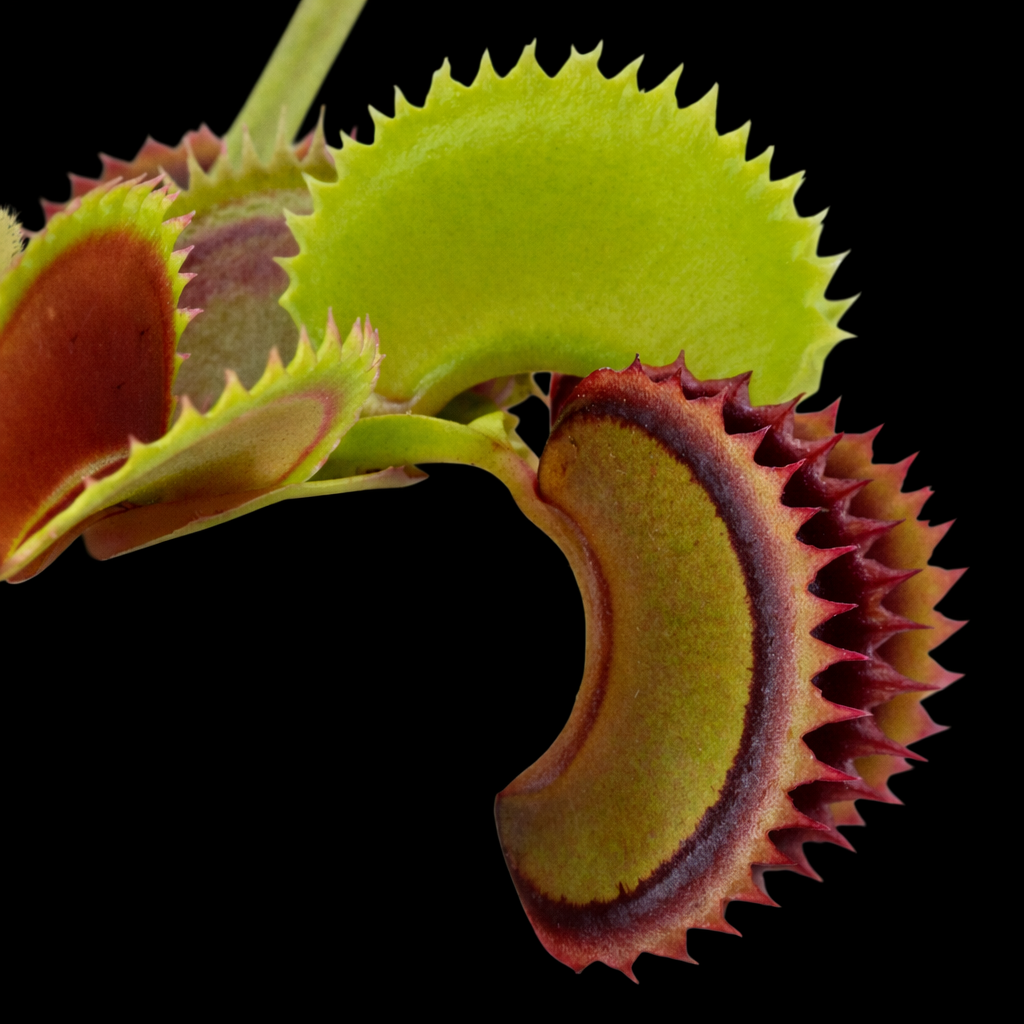 Dionaea muscipula 'Dracula' (Venus Flytrap)
