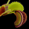 Dionaea muscipula 'Dracula' (Venus Flytrap)