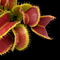 Dionaea muscipula 'Mutant #1' (Venus Flytrap)