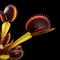 Dionaea muscipula 'Black Star' (Venus Flytrap)