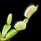Dionaea muscipula 'Ghost' (Venus Flytrap)
