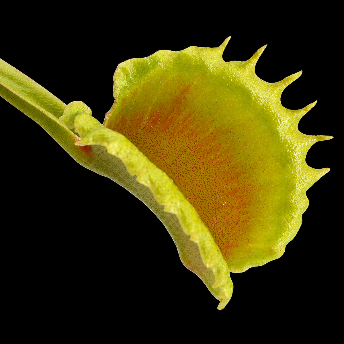 Dionaea muscipula 'Vesuvia' (Venus Flytrap)