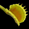 Dionaea muscipula 'Vesuvia' (Venus Flytrap)