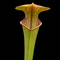 Sarracenia oreophila (Trumpet Pitcher Plant)