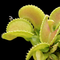 Dionaea muscipula 'Giant Cudo' (Venus Flytrap)