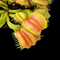 Dionaea muscipula 'Angelwings' (Venus Flytrap)