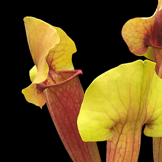 Three yellow pitcher plants on a black background Catesbaei