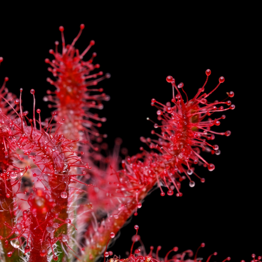 Close-up of a red carnivorous plant with a black background Drosera Neocaledonica