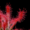 Drosera Neocaledonica (Rosetted Sundew)