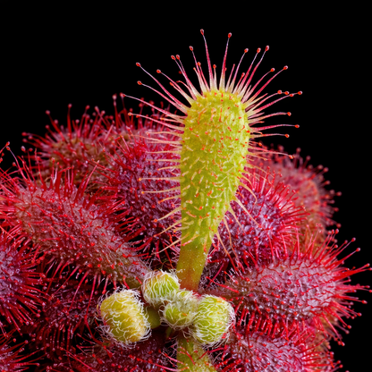 Close-up of a carnivorous plant with red and green spiky leaves on a black background Sundew Drosera tomentosa var. tomentosa