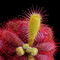 Drosera tomentosa var. tomentosa (Sundew)