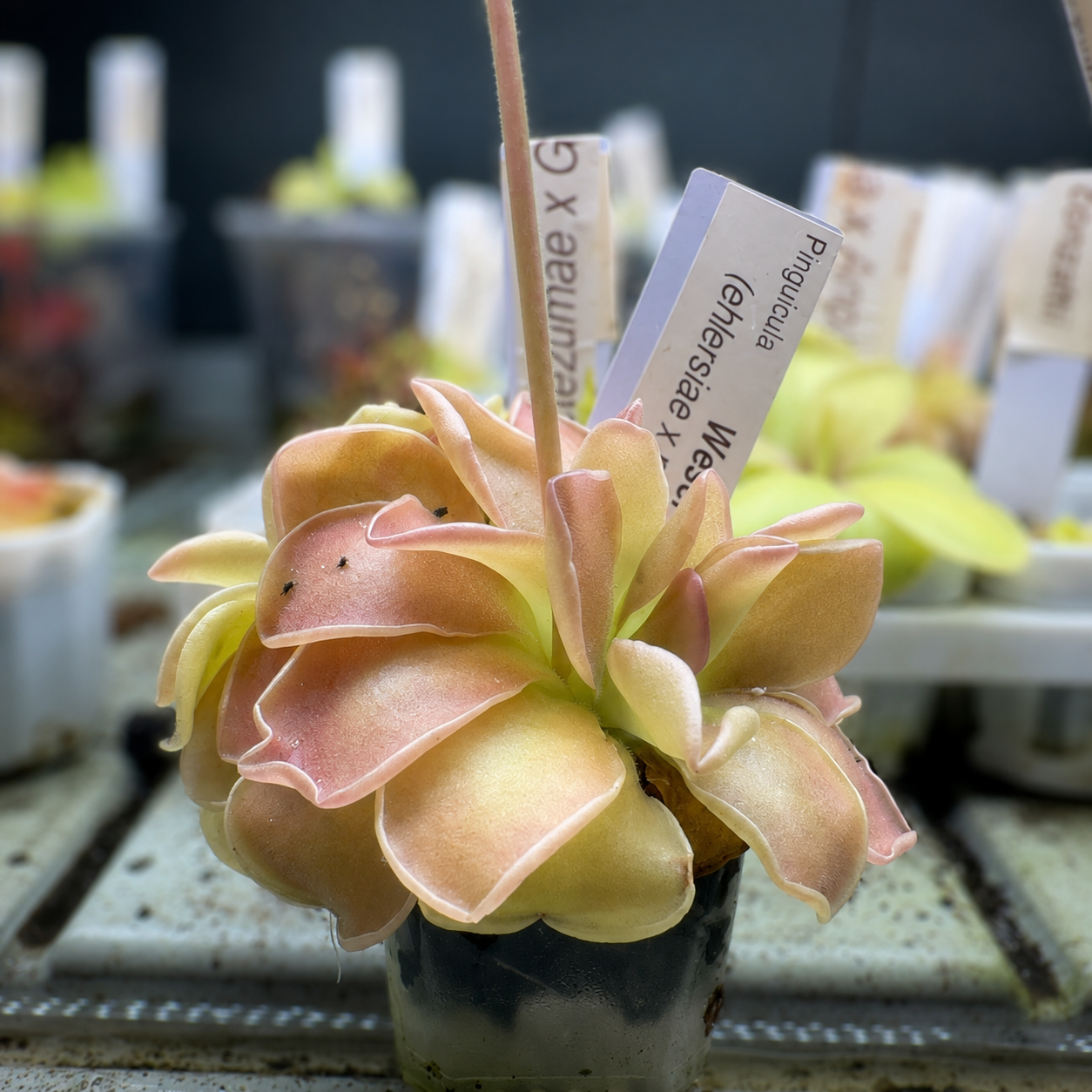 Pinguicula 'Weser' (P. ehlersiae × P. moranensis) (Butterwort)
