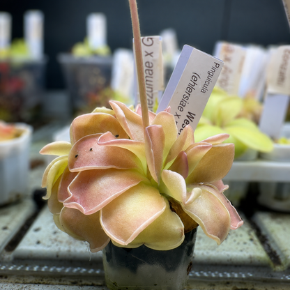 Pinguicula 'Weser' (P. ehlersiae × P. moranensis) (Butterwort)