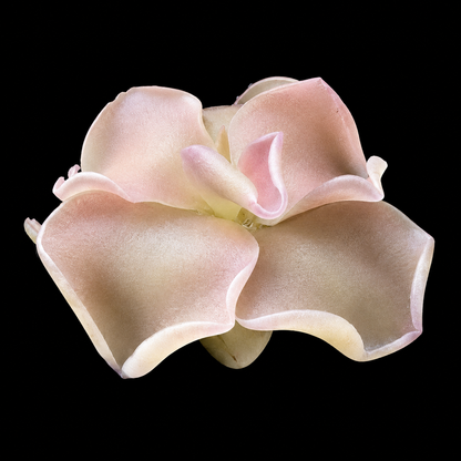 Pinguicula 'Weser' × jaumavensis (Butterwort)