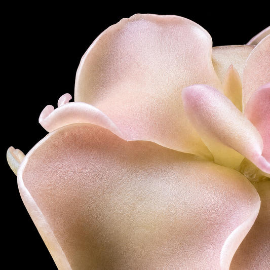 Pinguicula 'Weser' × Pinguicula jaumavensis (Butterwort)